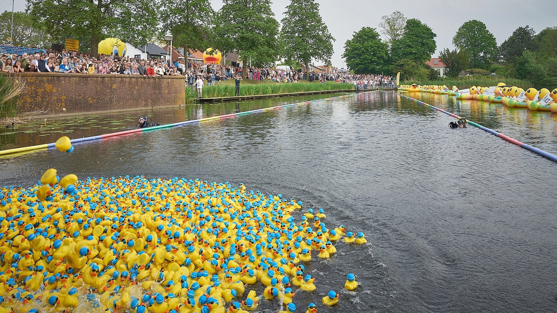 Badeendjes worden te water gelaten met publiek aan de kant