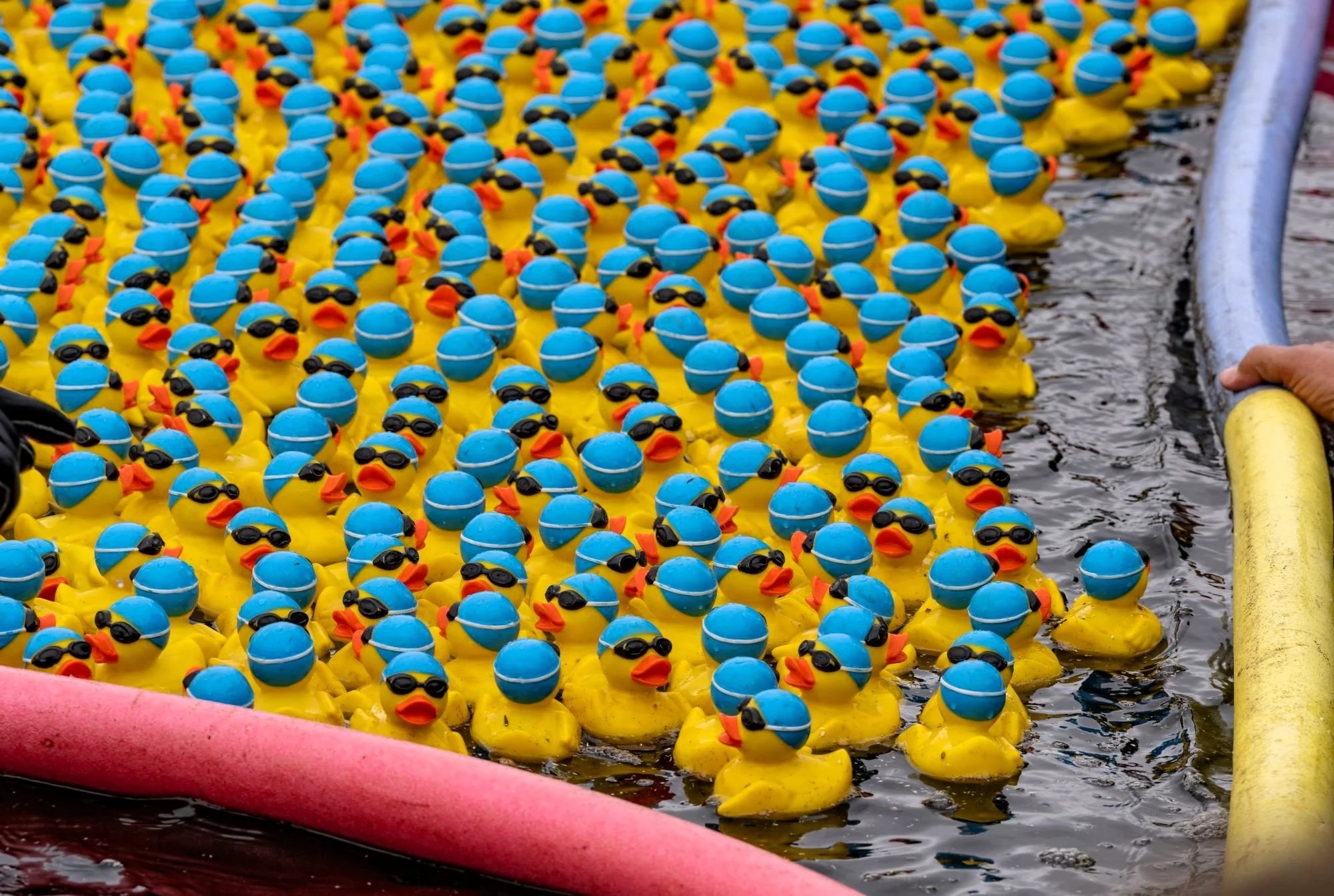 Close-up van honderden gele badeendjes met blauwe petjes